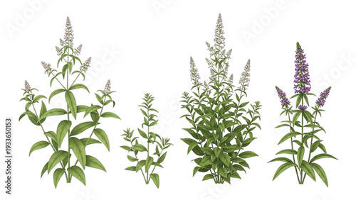 Four Different Types of Flowering Plants with Green Leaves and Various Flower Colors