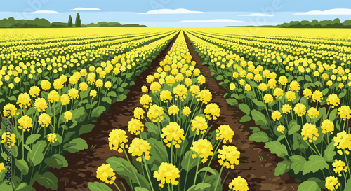 Beautiful perspective view of a large field of yellow flowering canola or rapeseed under a clear blue sky with distant trees and clouds.