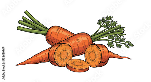 Detailed illustration of whole carrots with green leafy tops and sliced carrot rounds arranged together on a plain white background.