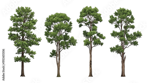 Four Different Types of Green Leafy Trees on White Background