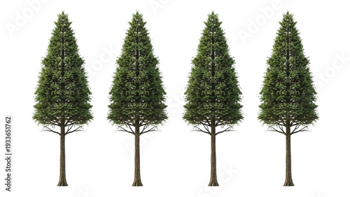 Four Green Conical Evergreen Trees in a Row four trees
