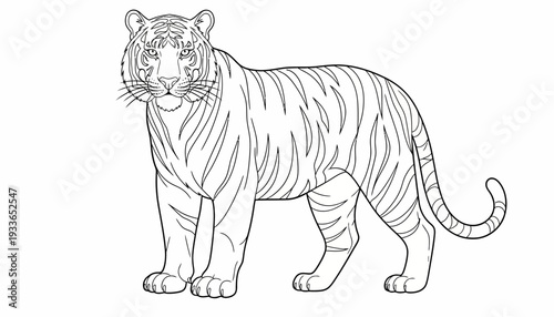 Detailed Line Art Illustration of a Majestic Tiger Standing Gracefully.