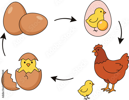 Chicken Life Cycle Illustration Showing Egg, Hatching Chick, Growing Hen and Arrows in Educational Diagram on White Background