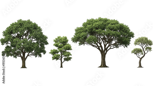 Four Green Trees in Different Sizes on White Background