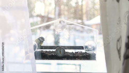 Wild bird perched on window feeder with seeds. Cold weather environment, nature observation and backyard wildlife lifestyle. Blue tit birdwatching.