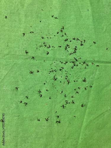 A vertical top-down shot showing a dense collection of dead mosquitoes gathered on a green fabric background.
