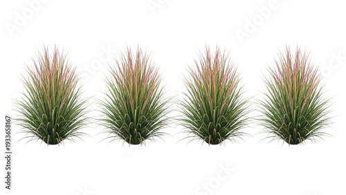 Four Potted Pink and Green Plants with Long Thin Leaves