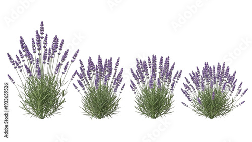 Four Purple Lavender Plants with Green Leaves purple flowers