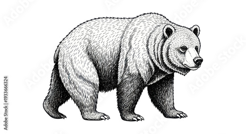 Grizzly Bear Sketch Drawing Vintage Style Isolated White Background