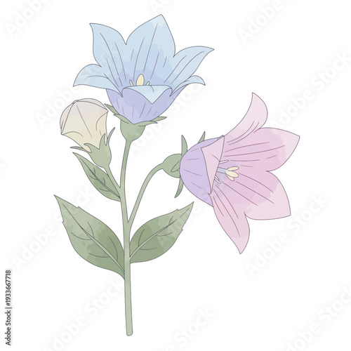 Watercolor Bellflowers in Pastel Shades