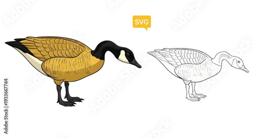 Canada Goose Illustration and Outline, Ready for Coloring