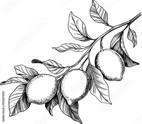Hand-drawn lemon branch with leaves and citrus fruit vector set for organic food and kitchen design