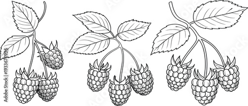 Hand-drawn raspberry branch with leaves and berry fruit vector set for organic food and kitchen design