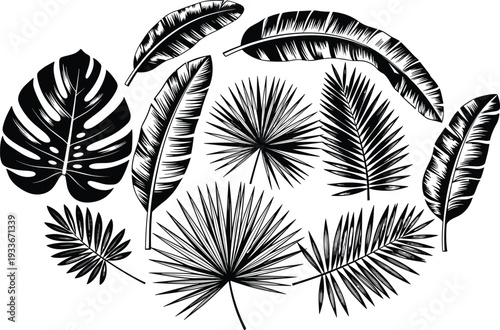 Tropical Leaf Silhouette Set with Monstera Deliciosa, Banana Leaves, Fan Palm Fronds, and Exotic Jungle Flora Vector Illustration.