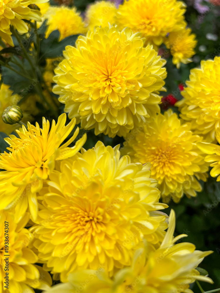 Fototapeta premium Bright yellow chrysanthemum flowers close up