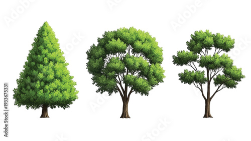 Three Different Types of Green Trees on White Background