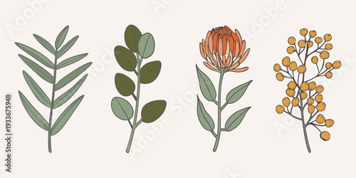 Botanical illustration featuring diverse leaves and flower arrangements