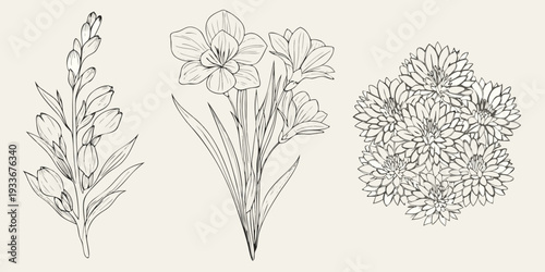 Vintage botanical illustration of freesia narcissus and stock flowers