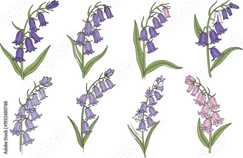 Hand drawn set of bluebell flower branches with purple bell buds and green leaves isolated on white background for spring floral design