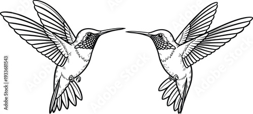 Symmetrical line art of two hummingbirds flying toward each other with blue outlines isolated on white background for nature and bird designs