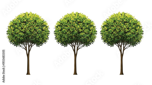 Three Green Leafy Trees with Brown Trunks on White Background