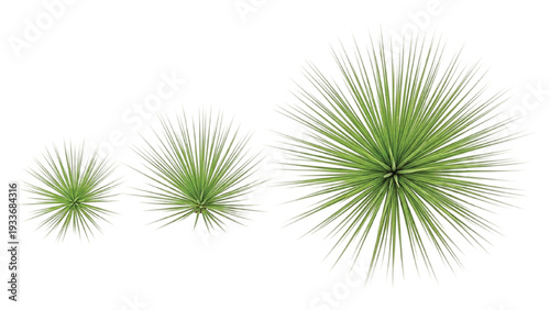 Three Green Spiky Plants in Different Sizes on White Background