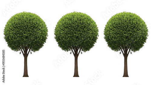 Three Green Round Topiary Trees in a Row three trees