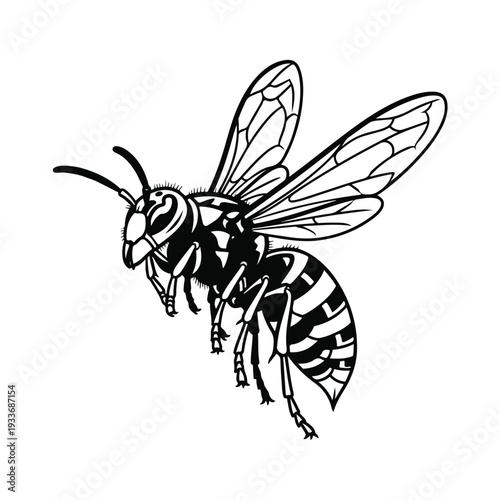 Detailed black and white illustration of a wasp with transparent wings
