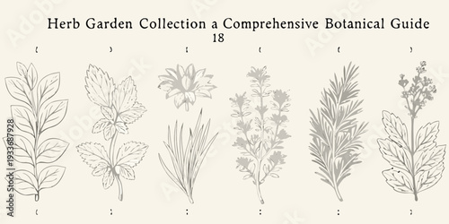 Vintage botanical illustration displaying various herb garden plant specimens