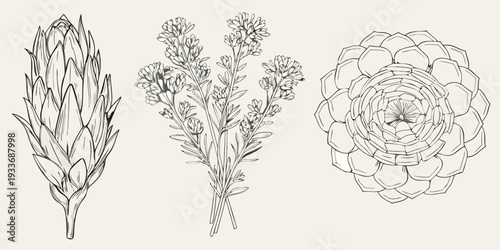 Botanical illustration featuring artichokes and delicate flowering branches