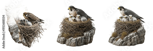 Tableau sur toile Peregrine Falcon (Falco peregrinus) in cliffside nest with hatchlings isolated o