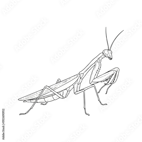 Praying Mantis Illustration Side View Black and White Line Art