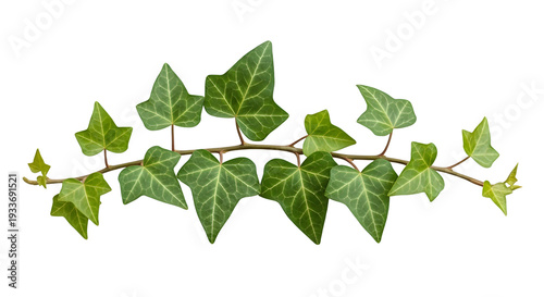 Green ivy vine with detailed leaf veins on a dark background isolated on a transparent background
