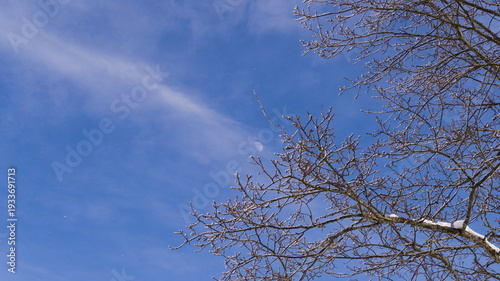 Bare tree branches covered in frost against a blue winter sky with a faint daytime moon visible in the background.