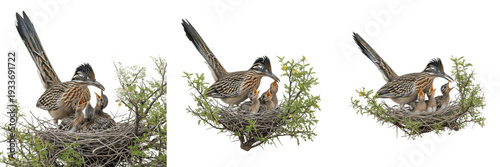 Fotografia Greater Roadrunner (Geococcyx californianus) in desert shrub nest with chicks is