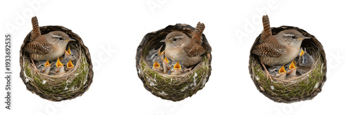 Konstfotografi Eurasian Wren (Troglodytes troglodytes) in tiny cavity nest with chicks isolated