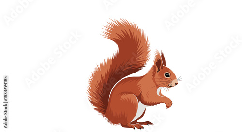 Detailed illustration of a red squirrel with a large fluffy tail and white chest stands on its hind legs looking to the side for nature study.