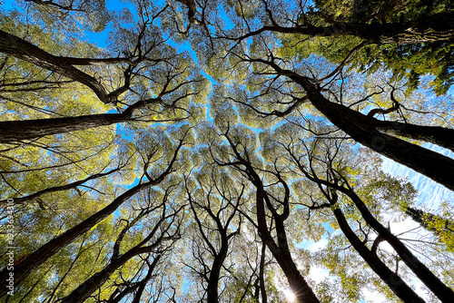 Trees and Sky