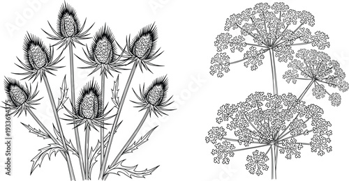 Wildflower botanical sketch set with thistle and cow parsley for garden nature cad drawing flat vector illustration design background element,