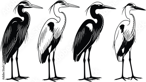 Heron Bird Black and White Illustration Set Isolated on White Background Detailed Wildlife Vector Collection