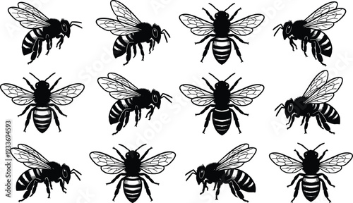 Honey Bee Silhouette Collection with Detailed Wings and Flying Poses Isolated on White Background Vector Illustration Set