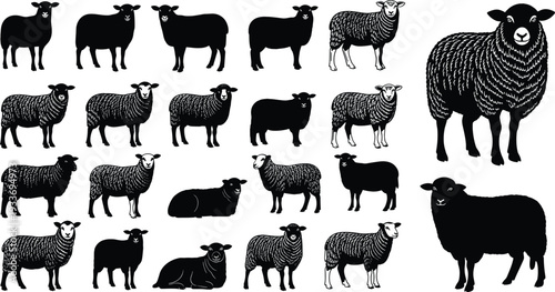 Black Sheep Silhouette Set with Multiple Poses Isolated on White Background Farm Livestock Vector Illustration Collection