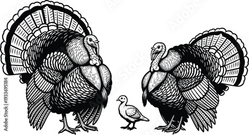Vintage Engraved Turkey Family Illustration with Two Adult Birds and Chick Detailed Black and White Farm Poultry Artwork