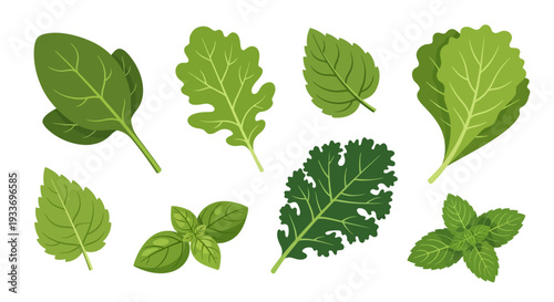 Collection of Fresh Green Herb Leaves in Vector Illustration.