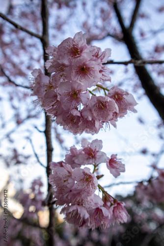 pink cherry blossom