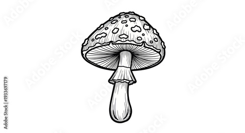 Hand-drawn Amanita Mushroom Illustration, Sketch Style, White Background