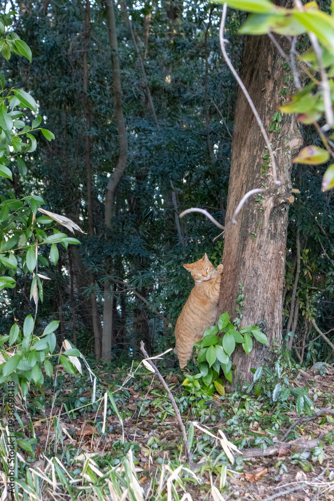 Obraz premium Cat in the forest