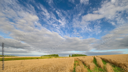 Vászonkép Agricultural scene with rolling wheat fields and clouds, Idyllic countryside vie