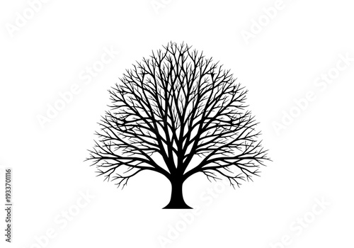 A lone tree stands bare against a stark white background viewed from the front