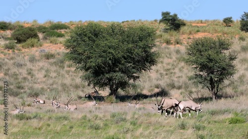 A group of gemsbok antelopes (Oryx gazella) resting in natural habitat, Kalahari desert, South Africa